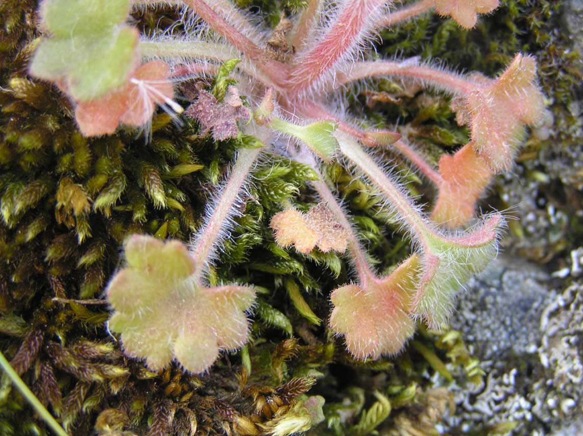 Saxifraga corsica / Sassifraga di Corsica
